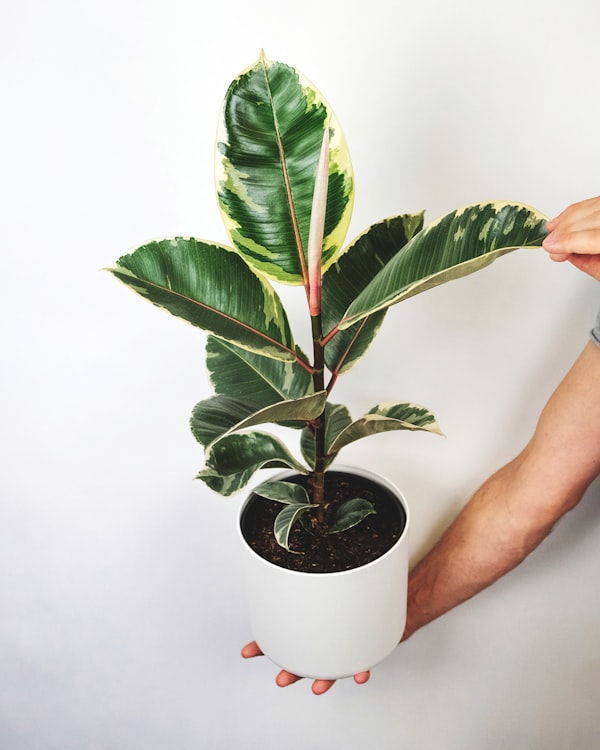 Ficus elastica