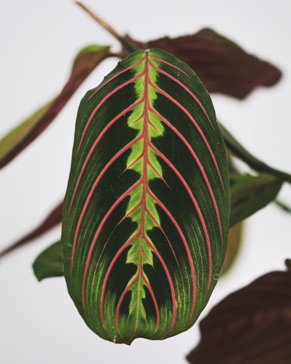 Maranta leuconeura