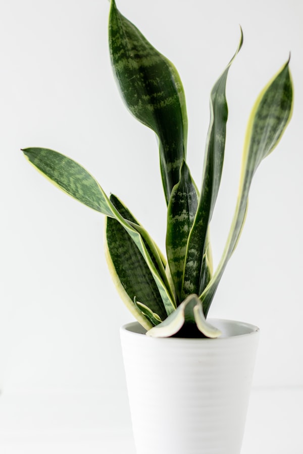 Sansevieria